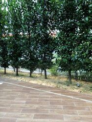 Eastrees (D15), Terrace #469339021